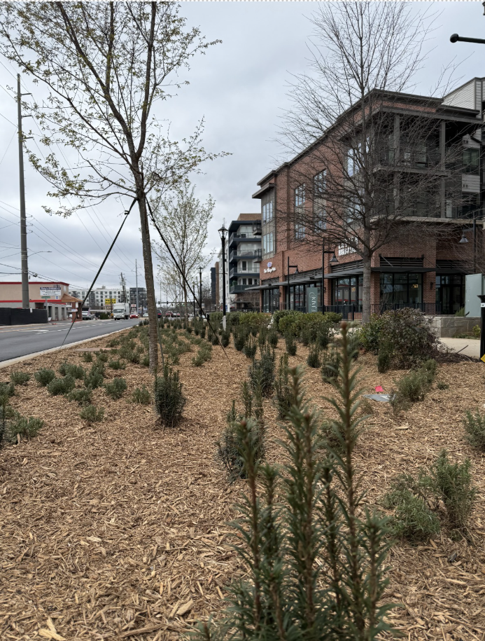 New businesses and landcaping in downtown Avondale Estates