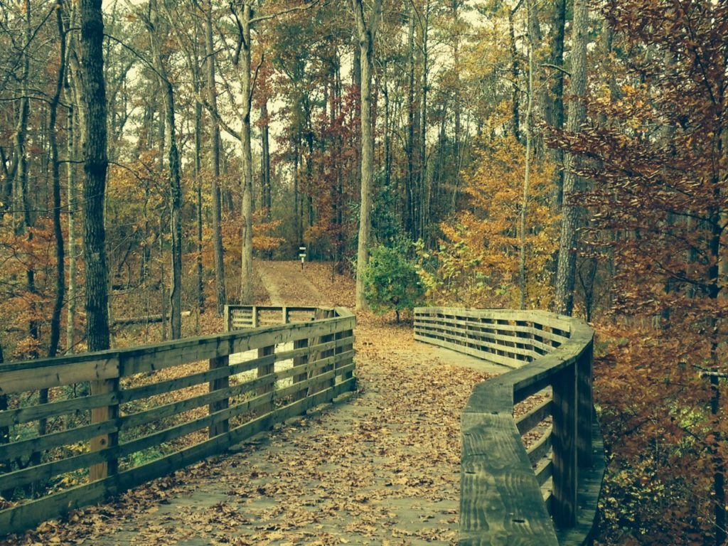 The elevated wooden walkway that links the Mason Mill tennis courts to North Druid Hills Road is one of the region’s well-kept secrets.